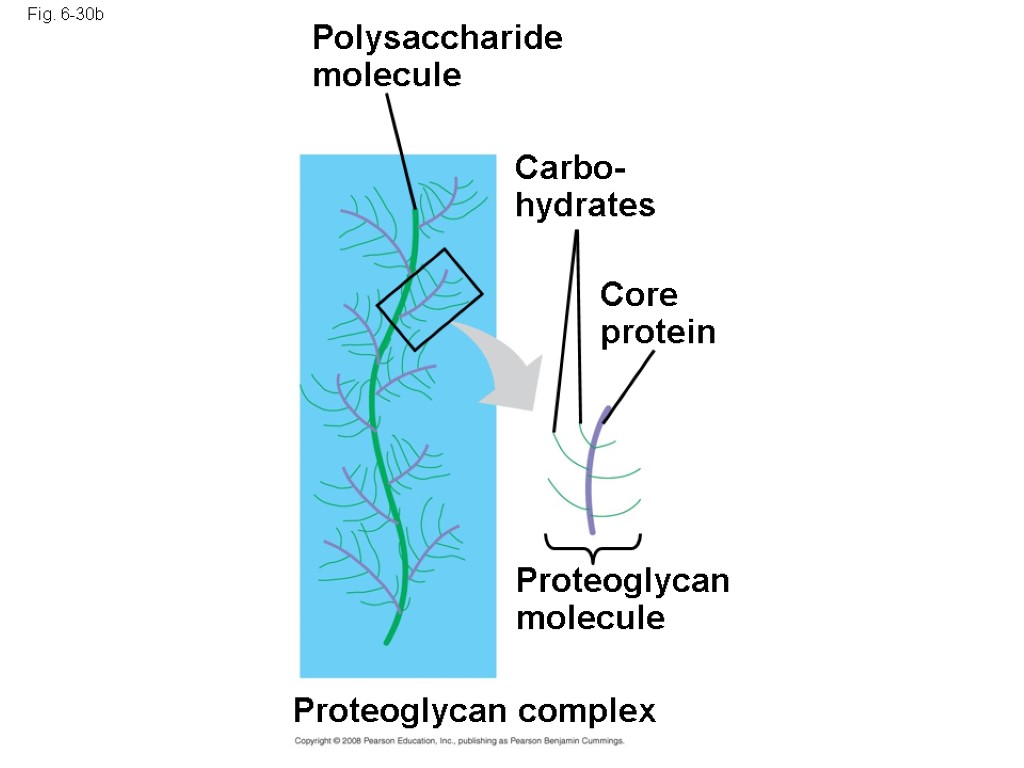 Fig. 6-30b Polysaccharide molecule Carbo-hydrates Core protein Proteoglycan molecule Proteoglycan complex